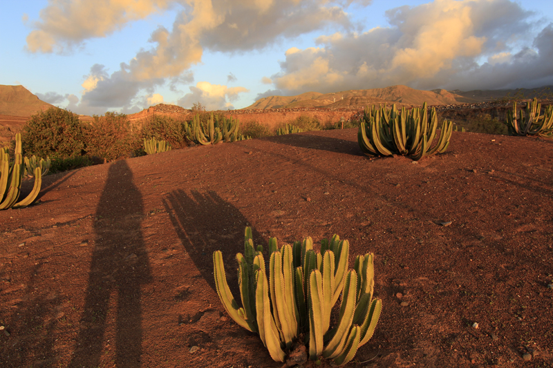 2016-11-08_180050 gran-canaria-2016.jpg - Kakteengarten am Hotel Roca Mar